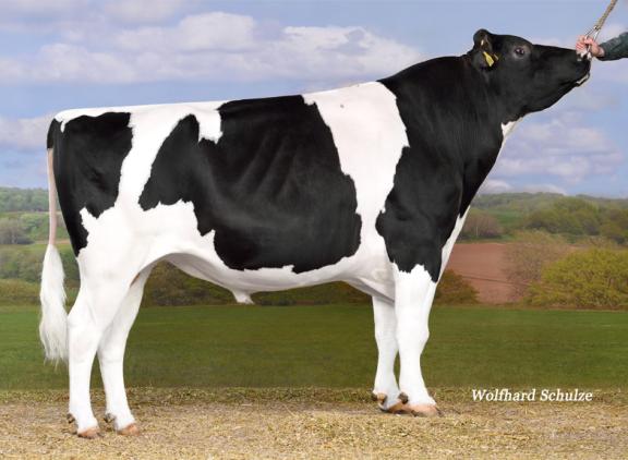 Topstone stamt via dochters van Rubicon, Aikman en Man-O-Man uit Holbra Mascol Pam