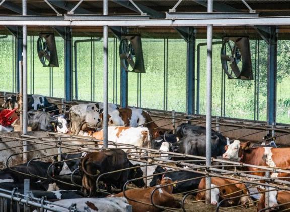 De organen van kalveren zijn minder goed ontwikkeld als hun moeders in de laatste weken van de dracht last hadden van hittestress.