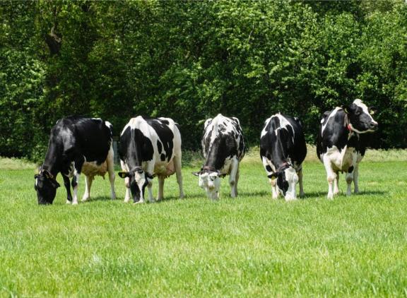 De fokwaarde voor kilo’s melk van honderdtonners ligt gemiddeld 690 kg hoger dan de fokwaarde van hun jaargenoten