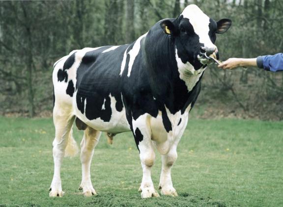 De in de jaren negentig veelgebruikte Sunny Boy was een A2A2-stier