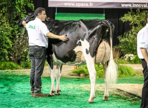 Capjnivana won in Rennes zowel het algemeen kampioenschap als het kampioenschap oudere koeien (foto: Guillaume Moy)