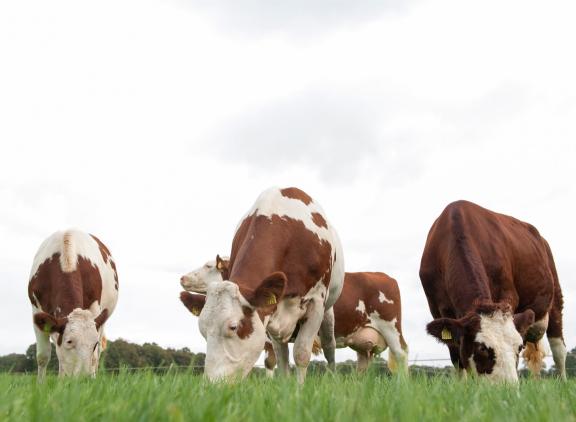De kalveren van de melkveehouder worden biologisch opgefokt door de vleesveehouder en vervolgens als biologisch vlees afgezet door De Groene Weg