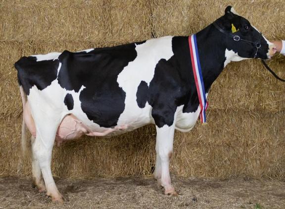 Jolenbroek Olga 23, dochter van een eigen stier, won het algemeen kampioenschap in Scherpenzeel