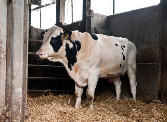 Tot nu toe is nooit aangetoond dat stieren neospora kunnen overbrengen