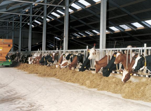 Rantsoenen met ruw eiwit gehaltes van 15 tot 16 procent kunnen volgens Zimmerman een gemiddelde productie van meer dan 43 kilogram melk opleveren.