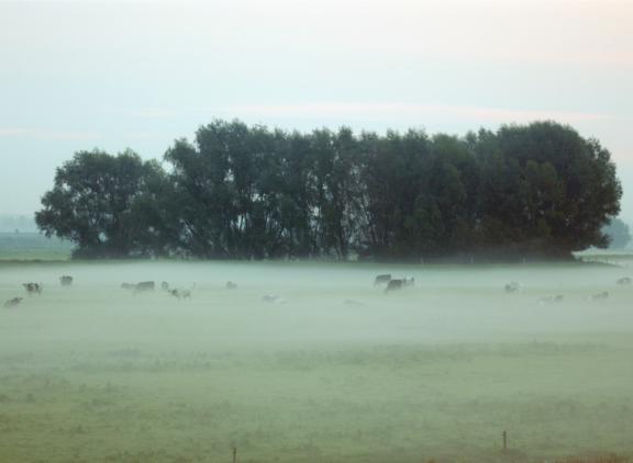 Grasland steeg in de eerste zes maanden van dit jaar vier procent in prijs.
