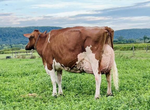 Highcroft Absolute Lily kreeg 99 punten voor haar uier