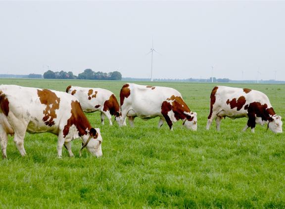 Stikstofbeleid tegenstrijdig met klimaatbeleid
