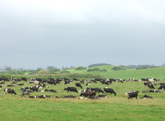 Nieuw Zeeland