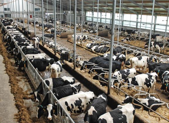 Een grote veestapel scoort gemiddeld iets beter op dierenwelzijn dan een kleinere veestapel