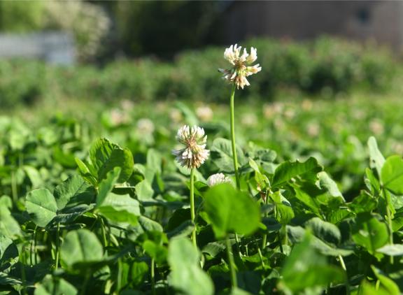 Het aantal biologische landbouwbedrijven is flink gestegen sinds 2015
