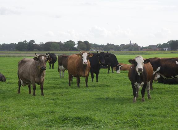 Biologische melkveehouders ontvingen in 2018 tot en met 2020 gemiddeld 2 cent te weinig om kostendekkend te kunnen produceren
