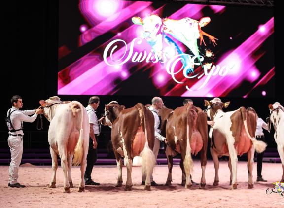 Aan de Swiss Expo in 2020 namen dieren van acht verschillende rassen deel (foto: Swiss Expo)