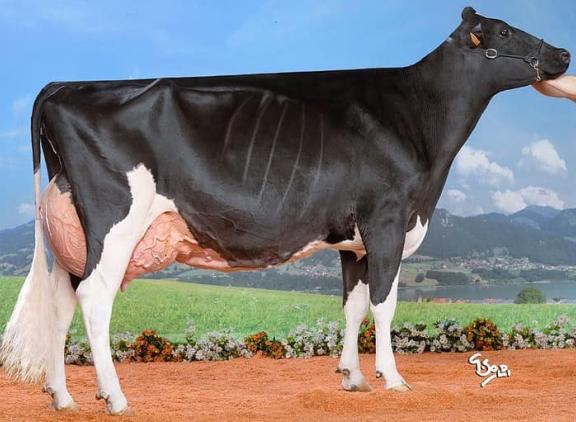 C.M.E. Atwood Genny won vorig jaar al de reservetitel op de Italiaanse nationale show
