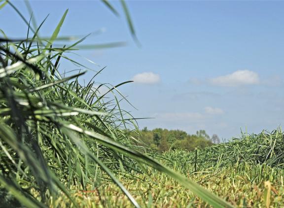De capaciteit van de huidige beschikbare techniek is nog te laag om grasraffinage financieel interessant te maken