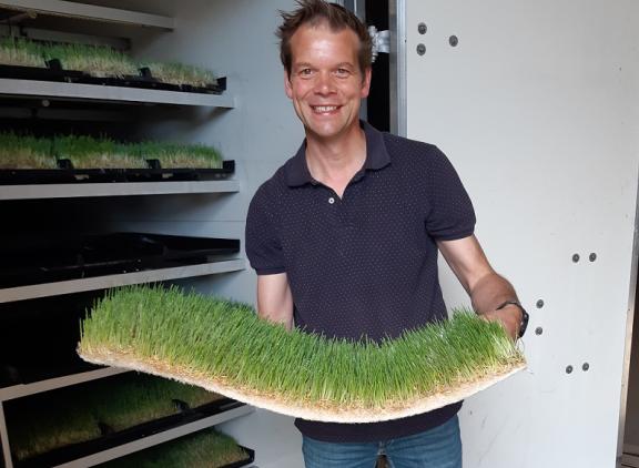 Na vijf dagen is het graan ontkiemd en is er een groene mat met wortels ontstaan