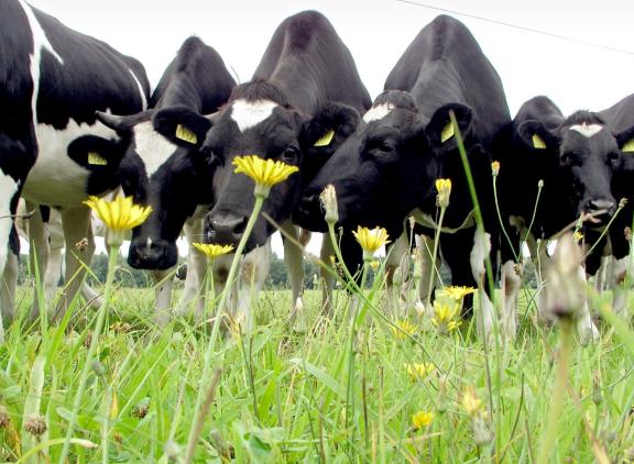 Nederlandse consumenten noemen dierenwelzijn vaak als belangrijk positief kenmerk van de melkveehouderij