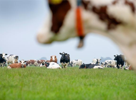 Voor een natuurvergunning mag de stikstofuitstoot van beweiding worden weggestreept tegen de uitstoot die bespaard wordt door minder te bemesten