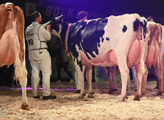 Het algemeen kampioenschap zwartbont ging naar Moguldochter Amvh Tanja 1103 (foto: Henk Lomulder)