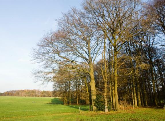 bomen