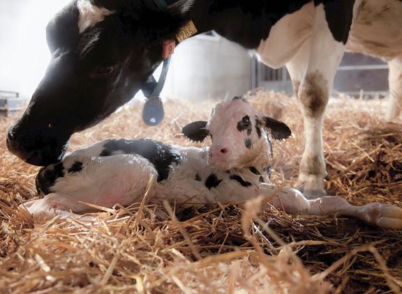 De enige manier om paratuberculose te bestrijden is voorkomen dat jonge dieren besmet worden