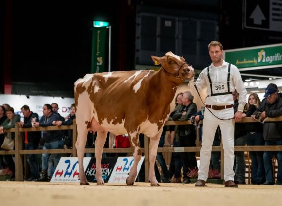 P.M. Elza 241 (v. Evert) van familie Pinkert won de vaarzentitel roodbont op de HHH-show