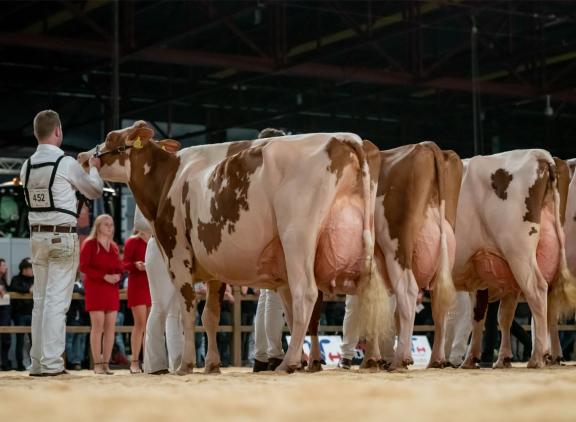 Heerenbrink Truus 4 (v. Big Apple) is de tweede roodbontkoe deze eeuw met 94 punten