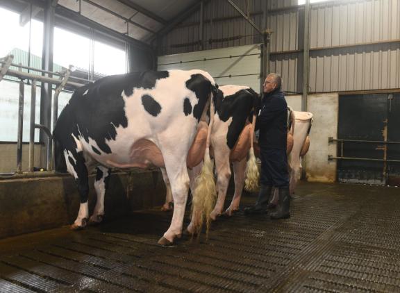De levensproductie van de dieren die met een score van 82 tot 89 punten ingeschreven waren lag bijna 6000 kg hoger dan vaarzen die met maximaal 76 punten waren ingeschreven