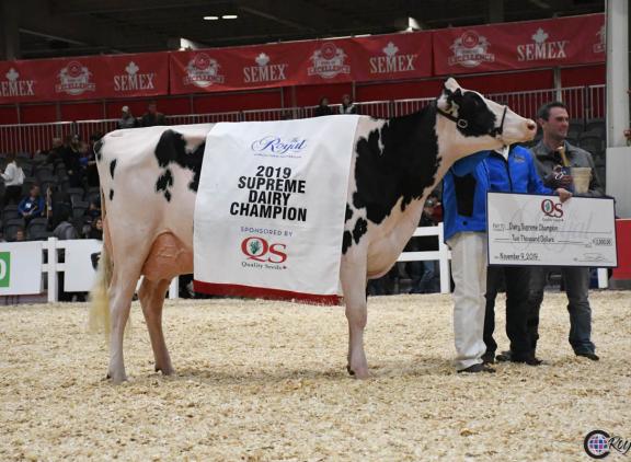 Idee Windbrook Lynzi (v. Windbrook) won in 2019 de Royal Winter Fair