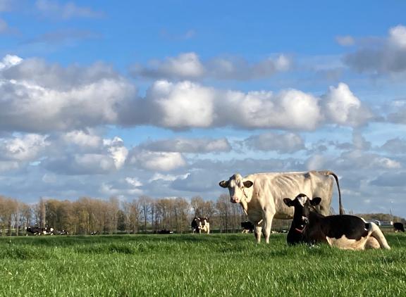 De Nederlandse Zuivelorganisatie (NZO) moet na een half jaar al weer op zoek naar een nieuwe directeur