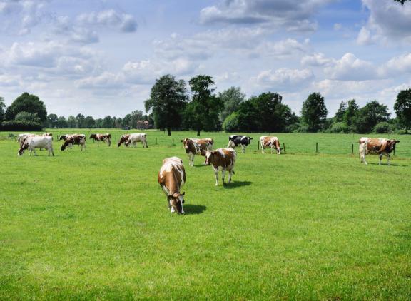 De krimpende veestapel draagt bij aan een hogere productiewaarde van melk