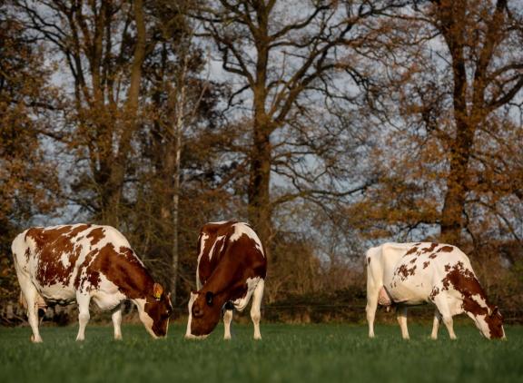In totaal 17,1 procent van de eerste inseminaties kwam in het ki-jaar 2021-2022 op naam van roodbontstieren