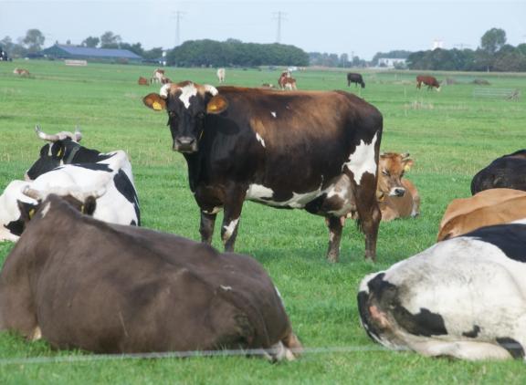 Het ministerie van LNV heeft de ambitie om het aandeel biologische landbouw ruim te verdrievoudigen voor 2030