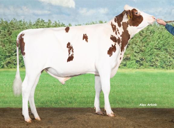 Delta Launch PP is de eerste hoornloze stier die de eerste plek in het inseminatieklassement opeist