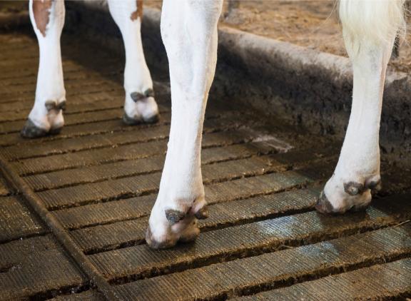 Op de Dairy Campus wordt via camerabeelden onderzoek gedaan naar klauwgezondheid