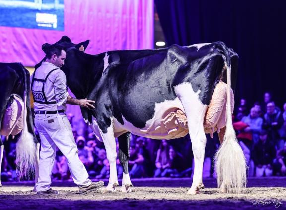 Bons-Holsteins Koba 245 (v. Doorman) pakte het reserve algemeen kampioenschap in Cremona (foto: Guillaume Moy)