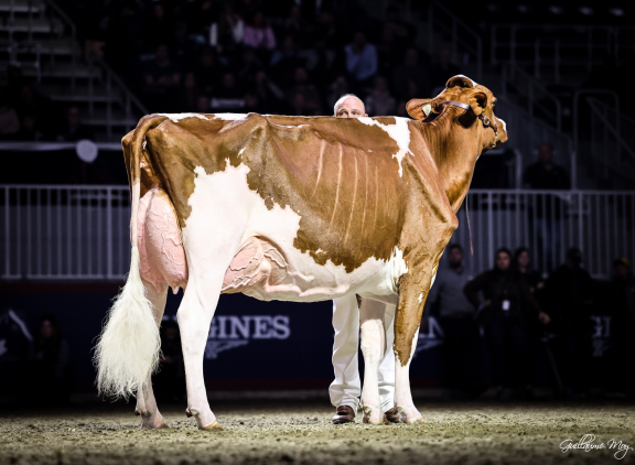 Maple won op de Royal Fair zowel het roodbont als het zwartbont algemeen kampioenschap (foto: Guillaume Moy)