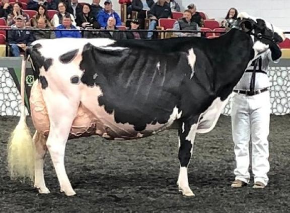 Madisonkampioene Oakfield Solomon Footloose was een van de elf prijswinnende Solomondochters afgelopen jaar (foto: René de Wit)