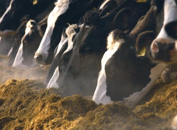 Het toevoegen van een supplement van rood zeewier aan het voer verlaagd de methaanproductie in de pens volgens start-up Rumin8 met 95 procent