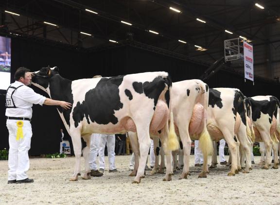 In 2019 won Hilltop Tonca Lilac het algemeen kampioenschap in Gent
