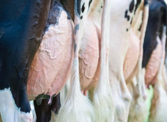 Uierbalans beschrijft het hoogteverschil tussen voor- en achteruier