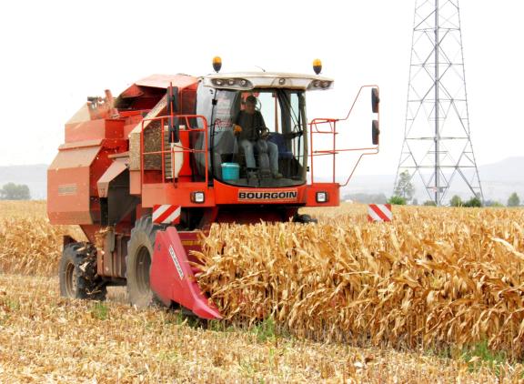 Toenemende droogte bedreigt maiszaadproductie