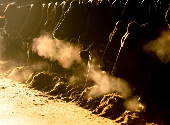 Het grootste deel van de broeikasgasemissies uit melkproductie wordt veroorzaakt door pensfermentatie. (Ruw)voer is het belangrijkste punt om op te sturen