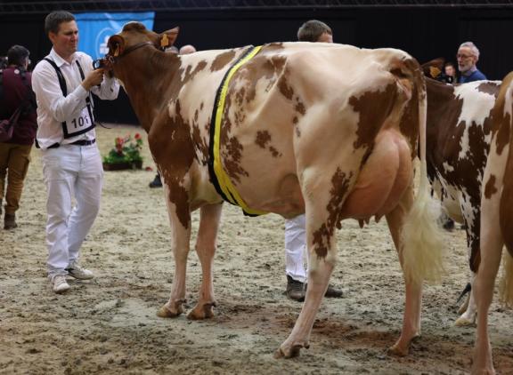 Vicktoria van 't Blauwe Wiel (v. Jordy) won in het Gent het algemeen kampioenschap roodbont