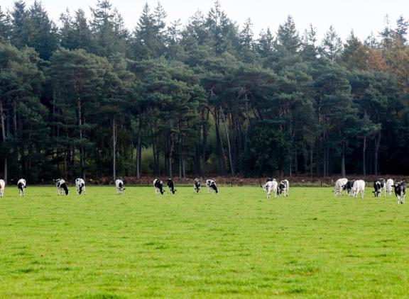 Aanpassingen van de richtijnen van natuurgebieden kan grote gevolgen hebben voor bedrijfsvoering van veebedrijven