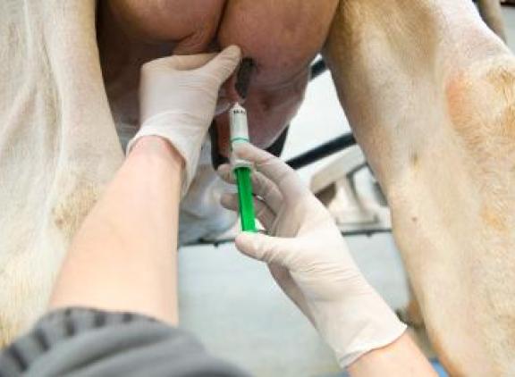 Veel Vlaamse veehouders zien systematisch droogzetten met antibiotica als een verzekering voor een goede uiergezondheid