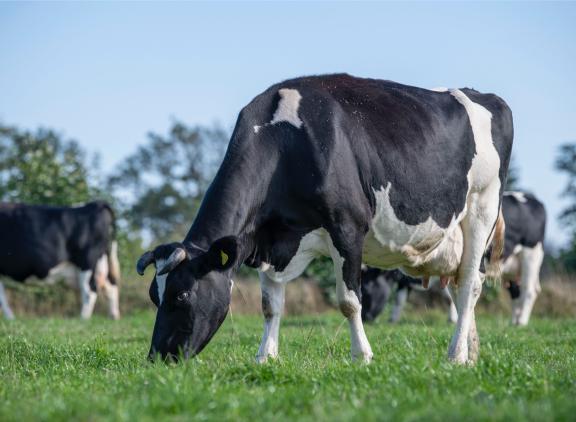 De bd-boeren van EkoHolland ontvangen vanaf nu een vaste meerprijs van vijf euro bovenop de biomelkprijs van de coöperatie.