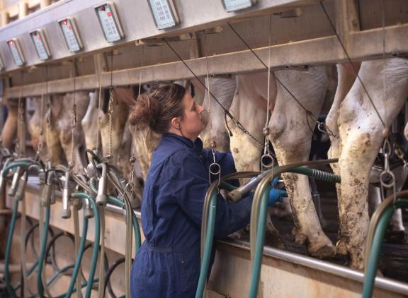 De 305 dagenproducties zijn alleen gepubliceerd als er minstens 75 lijsten per lactatie beschikbaar zijn