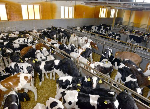 Sinds de introductie van het Kalfvolgsysteem worden gemiddeld zwaardere en robuustere kalveren aangevoerd op de vleeskalverbedrijven.