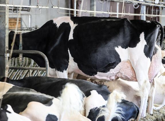 Hanna-Vray tussen haar stalgenoten op de grupstal bij de familie Junker